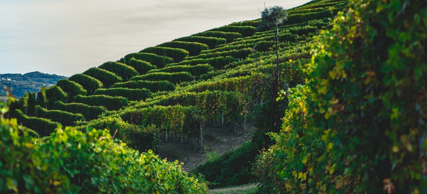 Domaine Côte Noir — estate winery of the black slope